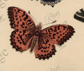 JRV Scientific Butterfly Tissue Paper