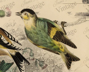 JRV Cottage Birds Tissue Paper