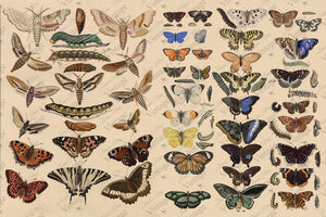 JRV Scientific Butterfly Tissue Paper