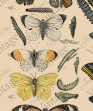 Load image into Gallery viewer, JRV Scientific Butterfly Tissue Paper